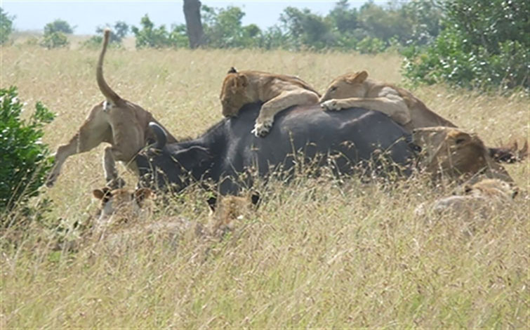Tanzania Lodge Safaris Tanzania Lodge Safaris