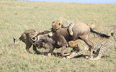 Kenya Luxury Lodge safaris Kenya Luxury Lodge safaris