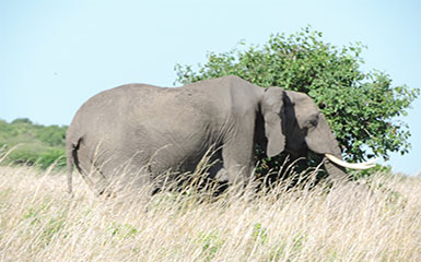 Kenya Luxury Lodge safaris Kenya Luxury Lodge safaris