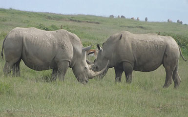 Kenya Luxury Lodge safaris Kenya Luxury Lodge safaris
