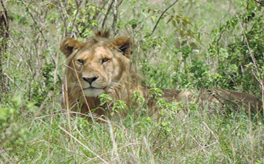 Kenya Luxury Lodge safaris Kenya Luxury Lodge safaris
