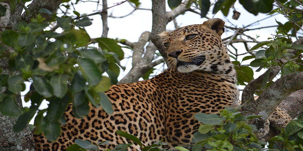 Tanzania Lodge Safaris Tanzania Lodge Safaris