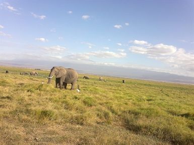 Tanzania Lodge Safaris