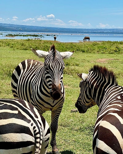 Kenya Luxury Lodge safaris