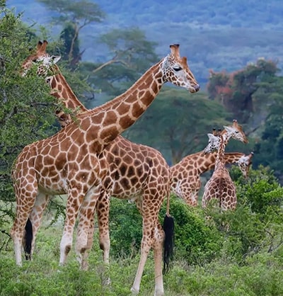 Kenya Luxury Lodge safaris