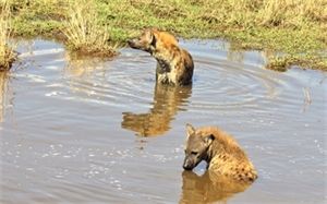 Tanzania Lodge Safaris