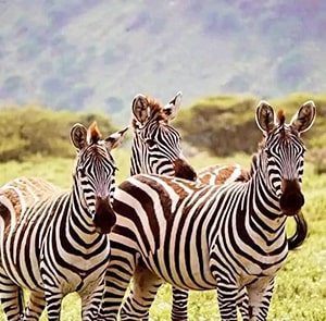 Kenya Luxury Lodge safaris